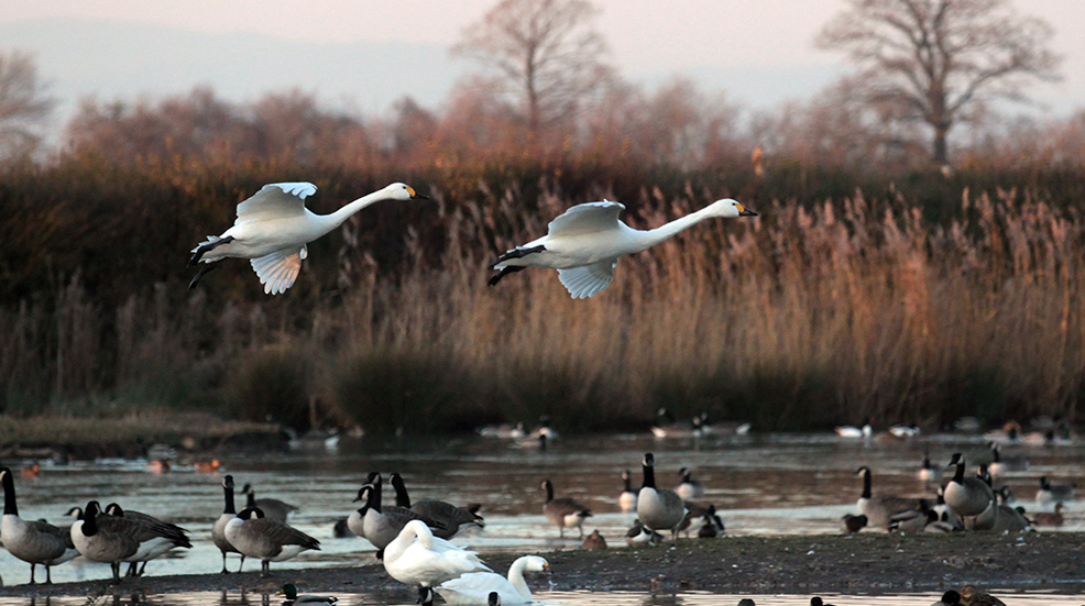 A pair of Bewick swans fly above a lake at the WWT Slimbridge Wetland Centre